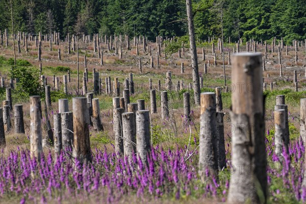 Cleared forest in the Eggegebirge, near Lichtenau, Paderborn district, site of a spruce forest that