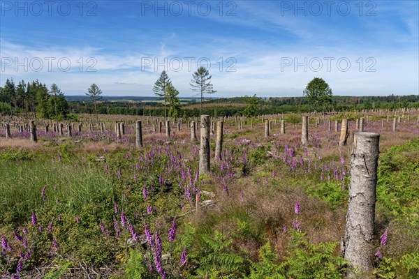 Cleared forest in the Eggegebirge, near Lichtenau, Paderborn district, site of a spruce forest that