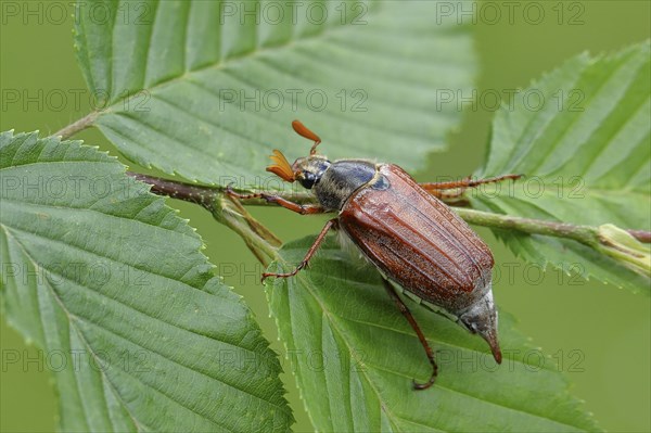 Northern cockchafer (Melolontha hippocastani), male, on leaves of a hornbeam (Carpinus betulus),