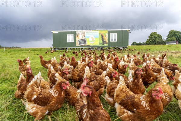 Chickens in a meadow, mobile housing, free-range chickens, free-range eggs, north of