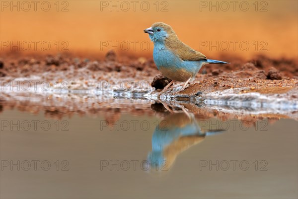 Blue waxbill (Uraeginthus angolensis), Angola butterfly finch, adult, at the water, Kruger National