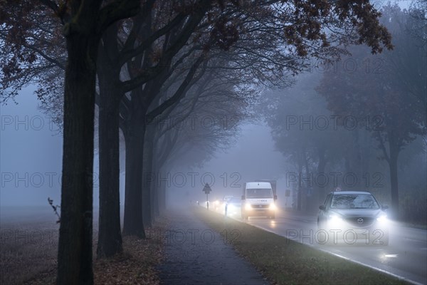 Country road B 57 near Erkelenz, autumn, fog, rainy weather, tree-lined avenue, wet road, North