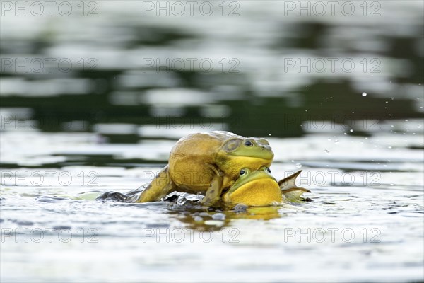 Bull frogs Lithobates catesbeianus. Male bull frogs fighting during the breeding season. La