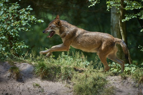 Gray wolf (Canis lupus), jumping in the forest, on a sandy hill, surrounded by green leaves and