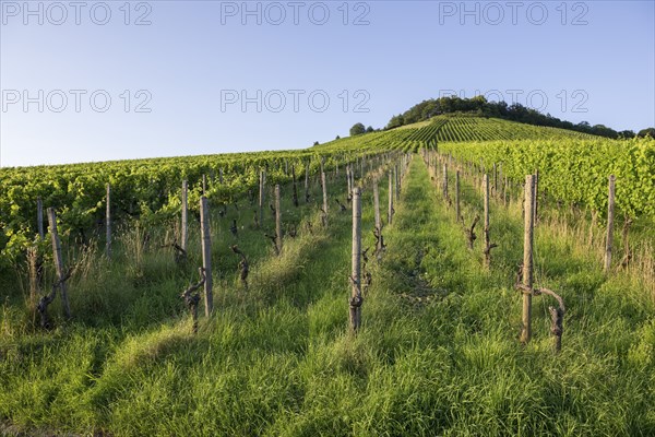 Vineyard at Korber Kopf is grubbed up due to uneconomical conditions, low yield, age, diseases,