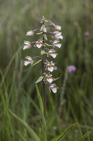 Marsh helleborine (Epipactis palustris), Emsland, Lower Saxony, Germany, Europe