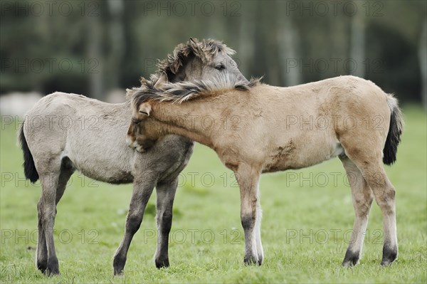 Dülmen wild horses, foals, Merfelder Bruch, Dülmen, North Rhine-Westphalia, Germany, Europe