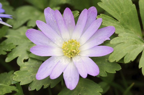 Blue anemone (Anemone apennina), flower, garden plant, North Rhine-Westphalia, Germany, Europe