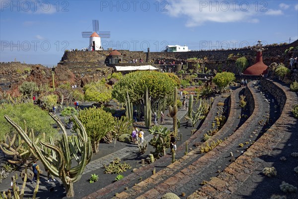 Cactus garden, Jardin de Cactus, designed by the artist César Manrique, behind the restored gofio