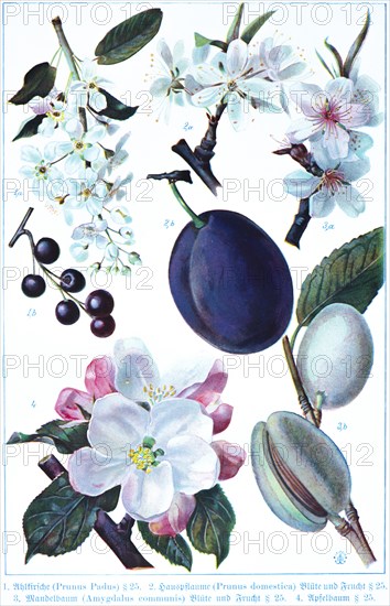 Botany, wild cherry (Prunus padus), cultivated plum (Prunus domestica) blossom and fruit, almond