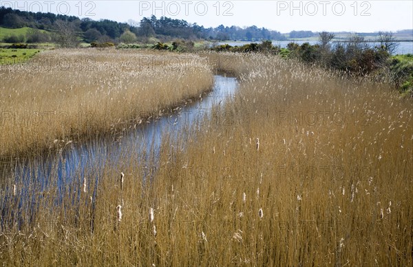 Drainage ditch and reedbeds, Martlesham Creek, River Deben, Suffolk, England, United Kingdom,