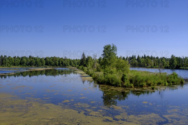 Am Torfwerk, Pfrunger-Burgweiler Ried nature reserve, Wilhelmsdorf, Baden-Württemberg, Germany,