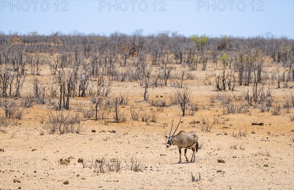 Gemsbok (Oryx gazella) in dry savannah with orange-coloured sand, Etosha National Park, Namibia,