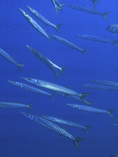School of fish, group, school of barracuda (Sphyraena sphyraena) in the Mediterranean Sea near