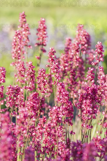 Blooming purple heuchera in the garden