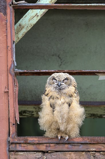 Eurasian eagle-owl (Bubo bubo), fledged young bird, resting, sleeping, in an old window frame,