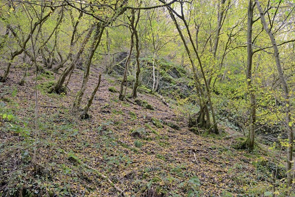 Dortebach valley in autumn, steep slopes, european hornbeams (Carpinus betulus) with a curious