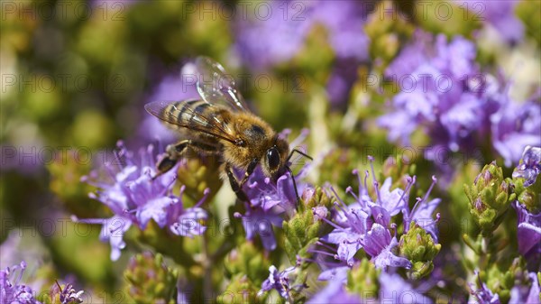 Kallikratis Gorge, bee collecting pollen on bright purple flowers, near Askifou, Sfakia, West