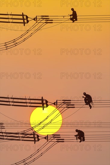 Photomontage, overhead line fitters working on a high-voltage pylon, overhead lines, energy,