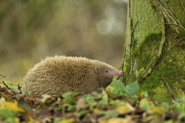 European hedgehog (Erinaceus europaeus) adult albino animal in a woodland, Suffolk, England, United