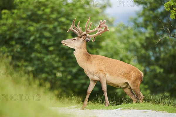 Red deer (Cervus elaphus) stag walking over a trail in the mountains in tirol, Kitzbühel, Wildpark