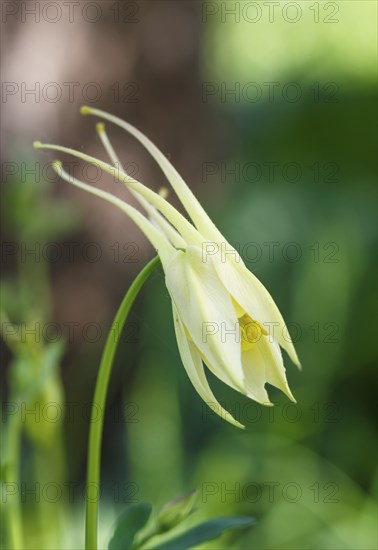 Yellow aquilegia (columbine) flower on a green blurred background. Closeup
