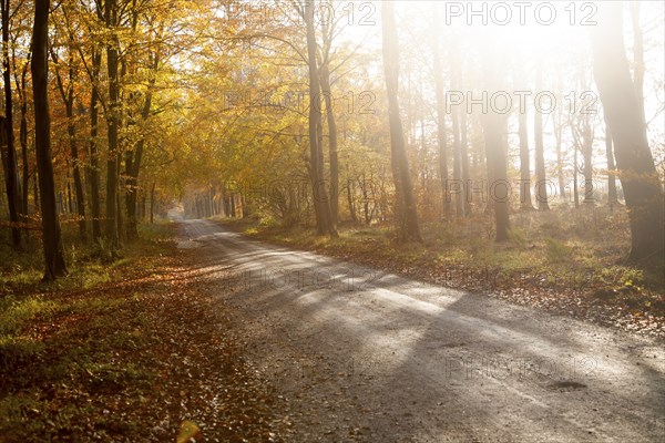 Orange brown beech tree autumn leaves Savernake Forest, Wiltshire, England, UK