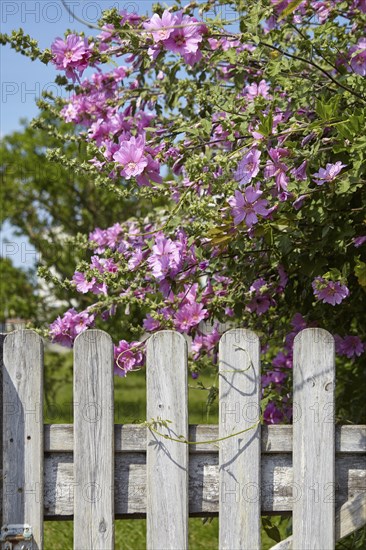 Shrub mallow (Lavatera) at a garden gate in Saint-Palais-sur-Mer, Département Charente-Maritime,