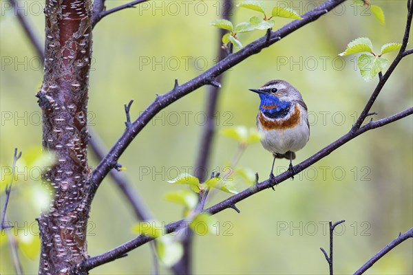Red-throated Bluethroat or Tundra Bluethroat (Luscinia svecica), adult male sitting on a branch,