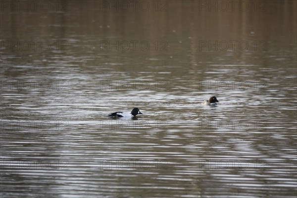 Pair of goldeneyes, March, Lusatia, Saxony, Germany, Europe