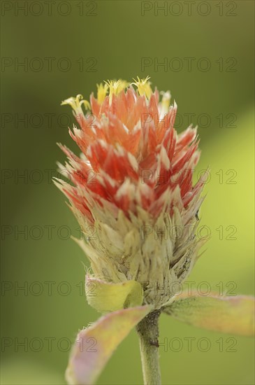 Spherical amaranth (Gomphrena haageana), flower, ornamental plant, North Rhine-Westphalia, Germany,