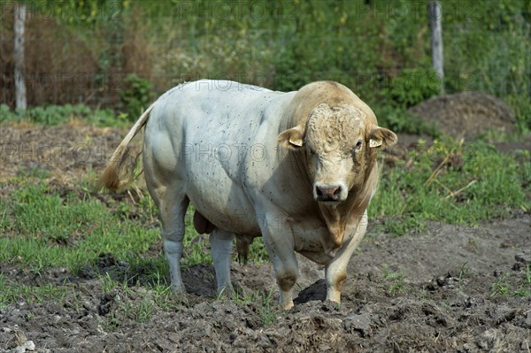 Charolais bull, Charolais cattle, Lászlómajor Meierhof, Sarród, Fertö-Hanság National Park,