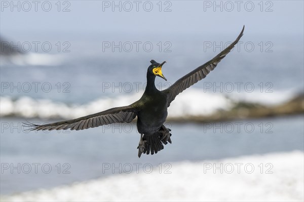 Common shag (Phalacrocorax aristotelis), in flight, Hornoya Island, Hornøya, Vardø, Varanger