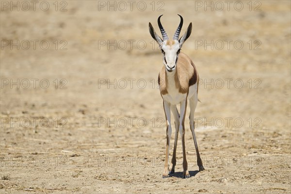 Springbok (Antidorcas marsupialis), standing in the dessert, captive, distribution Africa