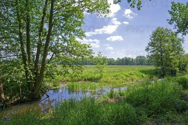 Wetlands of the Ohre in the UNESCO Drömling Biosphere Reserve. Hanseatic town of Salzwedel in the