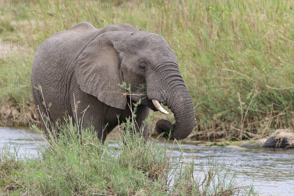 African bush elephant (Loxodonta africana), young adult male feeding on reeds in the bed of the