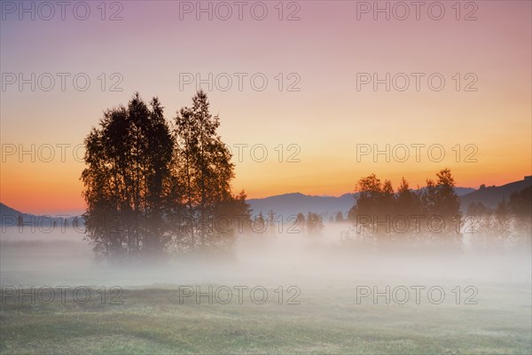 Birch trees in the Rothenthurm upland moor at sunrise in autumn, Canton Schwyz, Switzerland, Europe