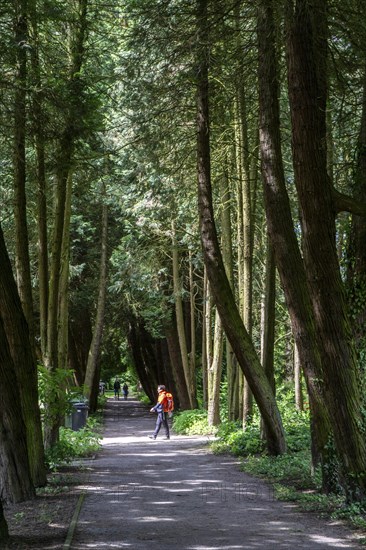 The park cemetery in Essen-Huttrop, the largest cemetery in the city, North Rhine-Westphalia,