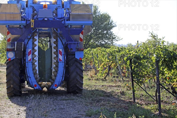 Grape grape harvest with full harvester in the district of Bad Dürkheim, Rhineland-Palatinate