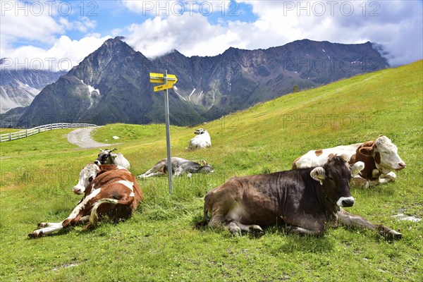Ruminating cows above the Rifflsee in the Pitztal, Tyrol, Austria, Europe