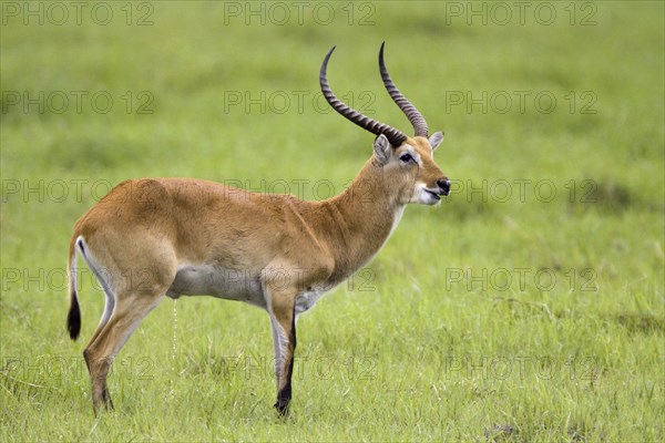 Greater antelope, (Kobus leche), Greater antelope buck, Mahango NP, Caprivi, Namibia, Africa