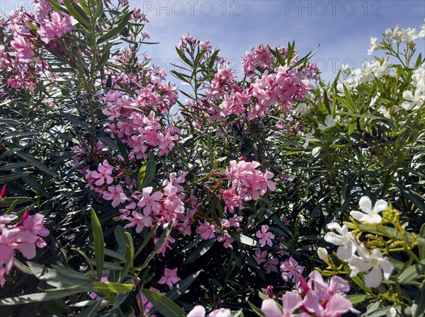 Flowering oleander (Nerium oleander), Italy, Europe