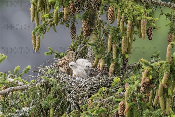 Common kestrel (Falco tinnunculus), female adult bird with young birds not yet ready to fly in the