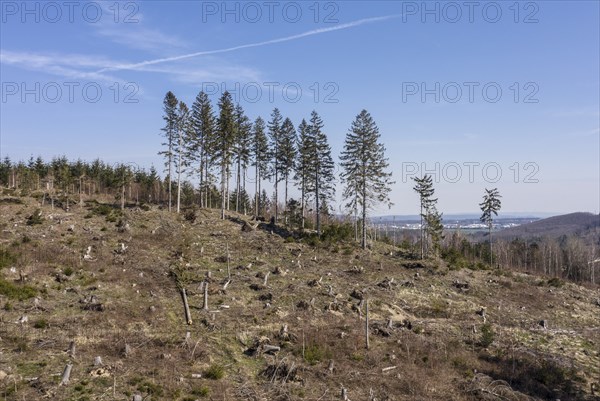Deforested trees on the banks of the Granetal dam, Langelsheim, 07 04 2023