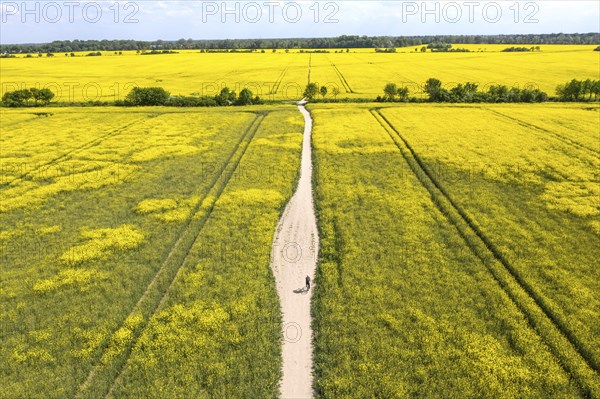 Teltow, 13.05.2023, Aerial view, Racing cyclist riding along blossoming rape fields