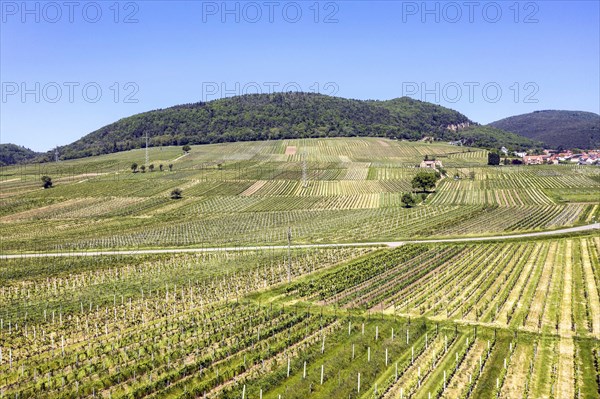 Aerial view of vineyards in the southern wine route, Frankweiler, 25 05 2023