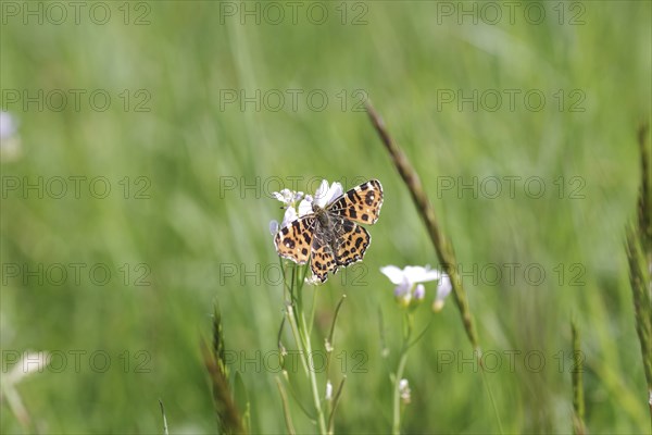 Map butterfly (Araschnia levana), butterfly, spring, meadow, The land carat of the spring