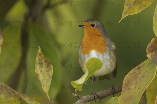European robin (Erithacus rubecula) adult bird amongst autumnal leaves of a garden Magnolia tree in
