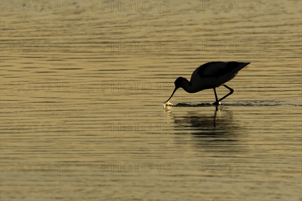 Pied Avocet (Recurvirostra avosetta) silhouette of an adult bird feeding in shallow water of a