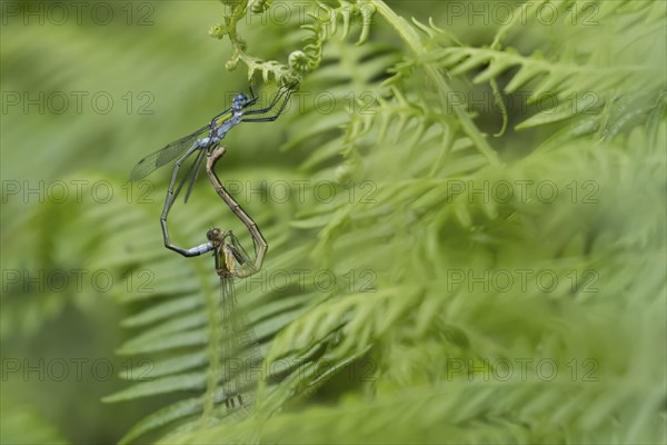 Emerald damselfly (Lestes sponsa) two adult insects mating on a Bracken leaf, Suffolk, England,